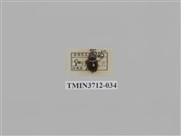 藏品(緣邊駝金龜)的圖片